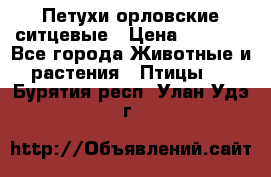 Петухи орловские ситцевые › Цена ­ 1 000 - Все города Животные и растения » Птицы   . Бурятия респ.,Улан-Удэ г.